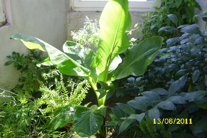 ensete maurelli