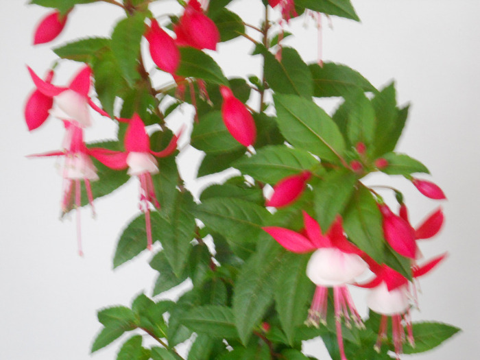 DSCN1493 - FUCHSIA