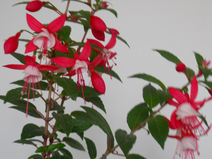 DSCN1494 - FUCHSIA