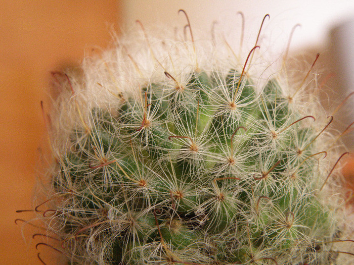 Mammilari bocasana - Genul Mammilaria