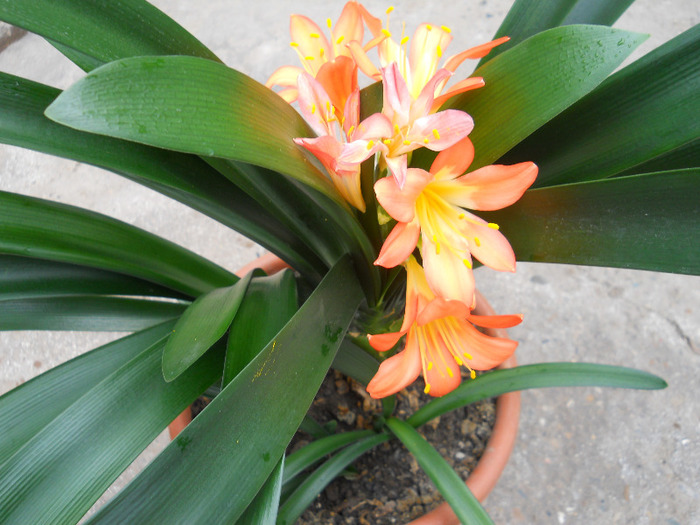 DSCN1485 - CLIVIA