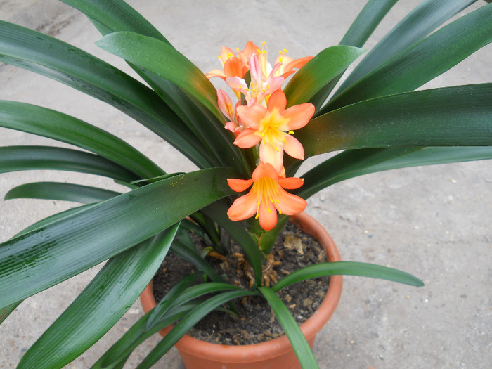 DSCN1486 - CLIVIA