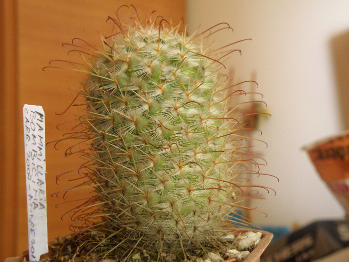 Mammilaria bombicina Andree 2011 - Genul Mammilaria