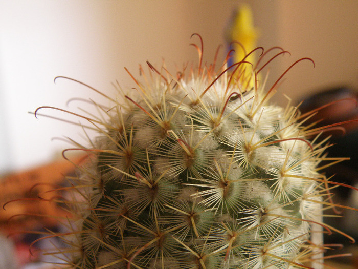 Mammilaria bombicina; Andree 2011
