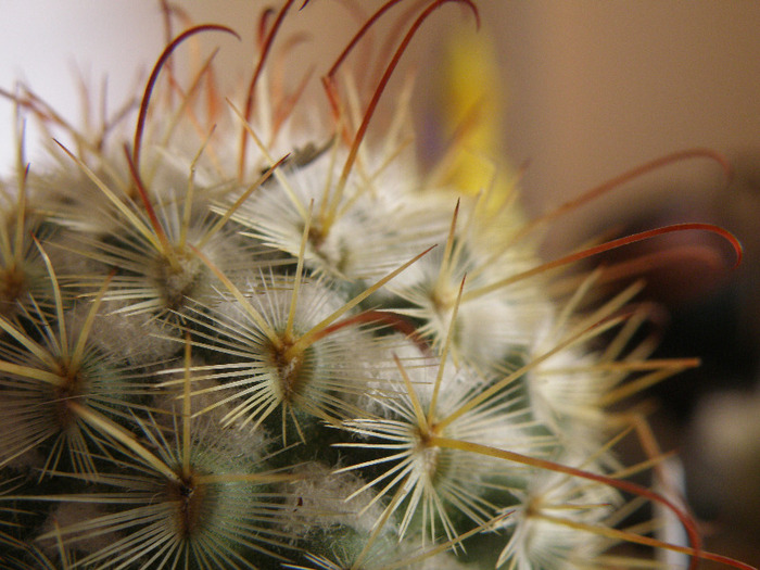 Mammilaria bombicina; Andree 2011
