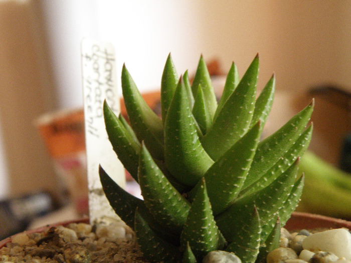 Haworthia coarctata fma. greeni gino 2011