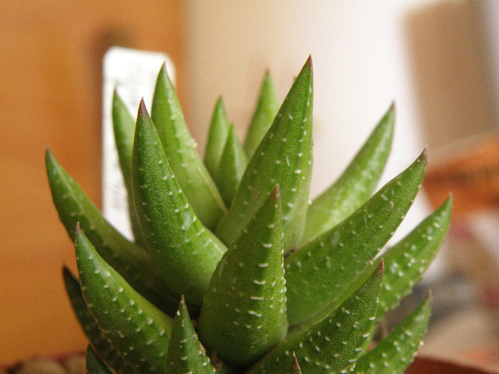 Haworthia coarctata fma. greeni - Genul Haworthia