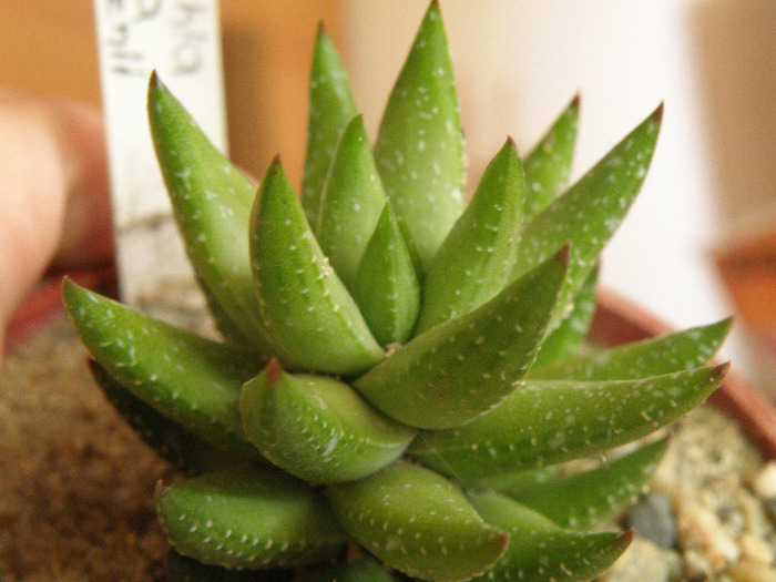 gino 2011 - Genul Haworthia