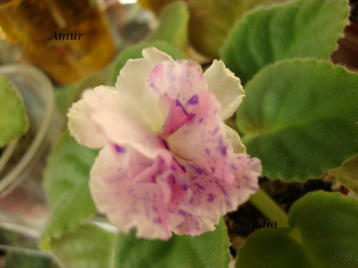 DSC03064 - 0 violete
