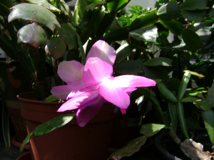 DSC06380 - SCHLUMBERGERA 2011