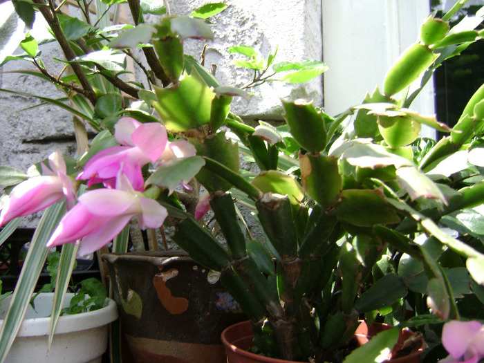 DSC06382 - SCHLUMBERGERA 2011