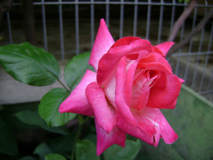 DSC06388 - trandafir