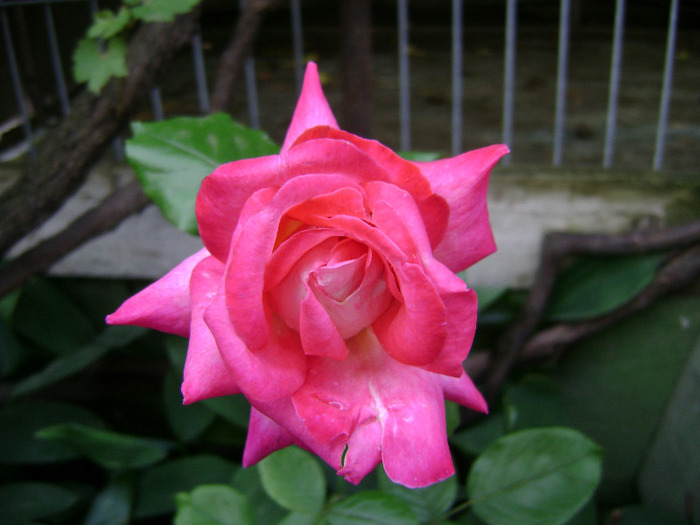 DSC06386 - trandafir