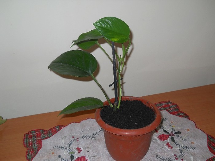 philodendron - florile mele