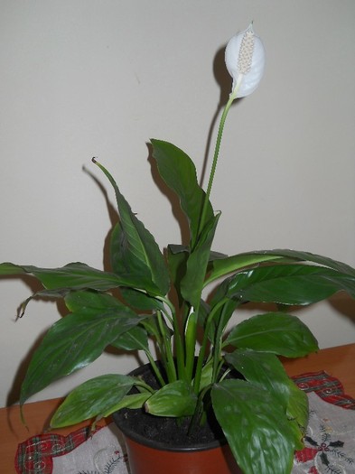 Copie a DSCN0379 - florile mele