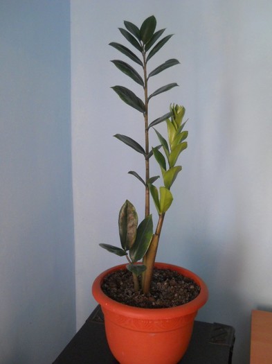 zamioculcas - florile mele