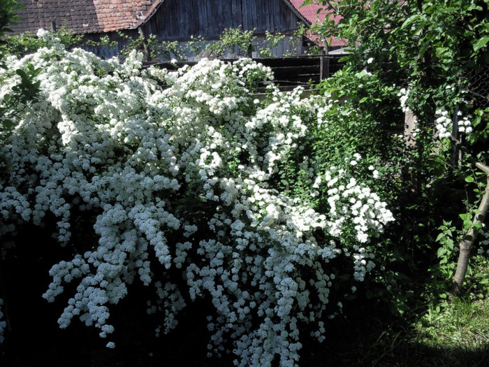 spirea - gradina mai 2011