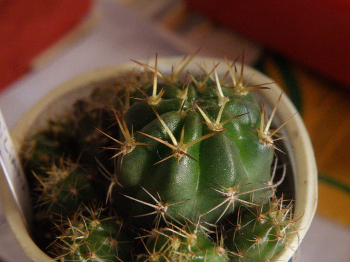 Lobivia maximiliana v. prolifera; Andree 2011
