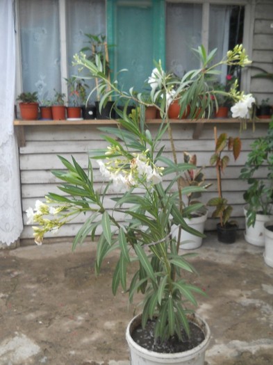 oleandru alb simplu