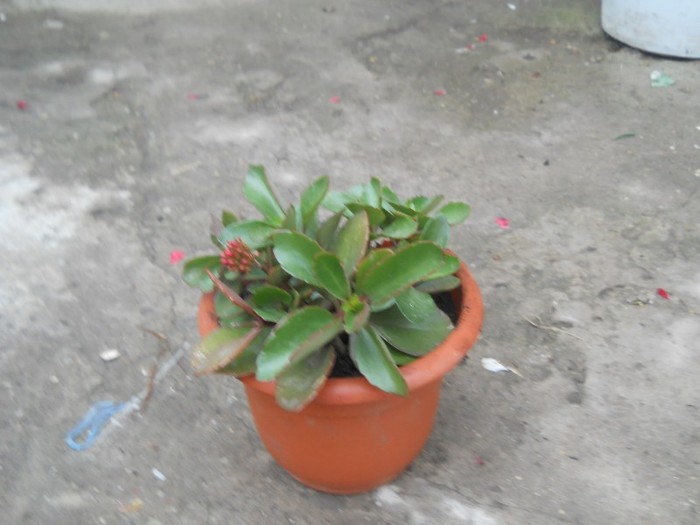 kalankoe rosie steluta