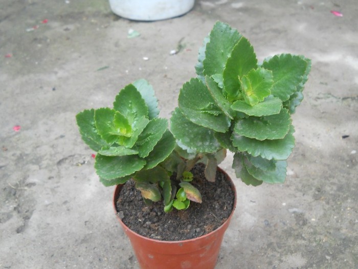 steluta in doua culori - florile mele