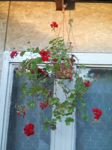 mucata rosie - florile mele