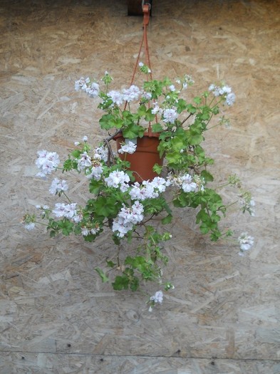 mucata alba - florile mele