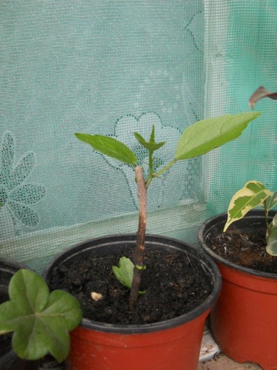 DSCN0427 - florile mele