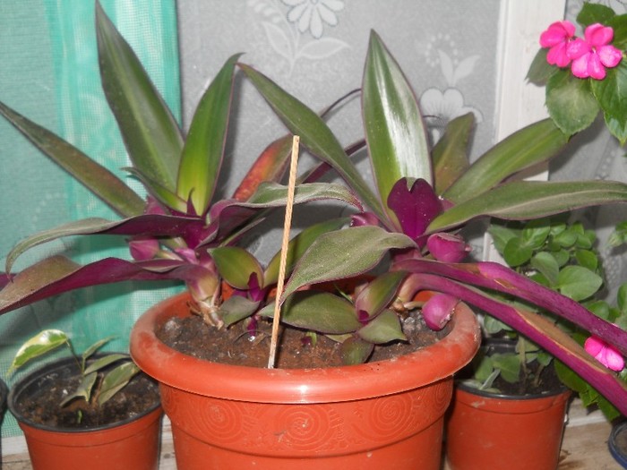 rhoeo spathace - florile mele