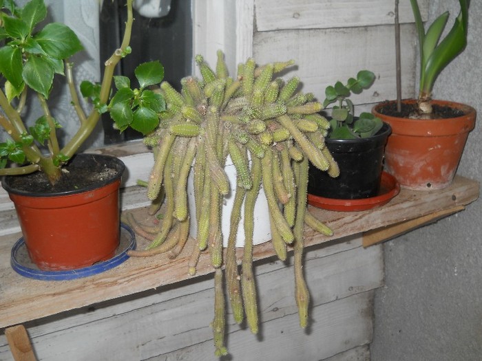 chamacereus silvestrii - florile mele