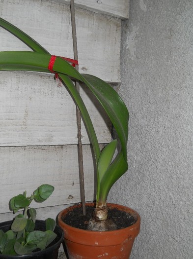 crin portocaliu - florile mele