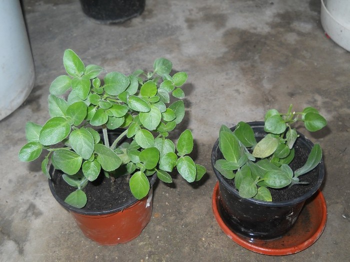 discliptera suberecta; primita de la usaghy32
