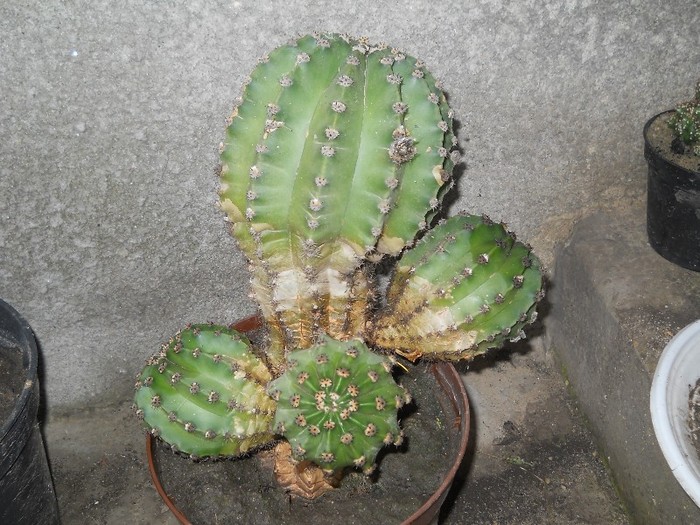 echinopsis subdenudata