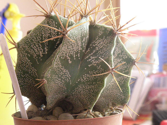 Astrophytum ornatum Gino 2011 - Genul Astrophytum