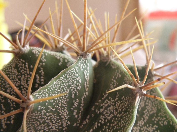 Astrophytum ornatum Gino 2011