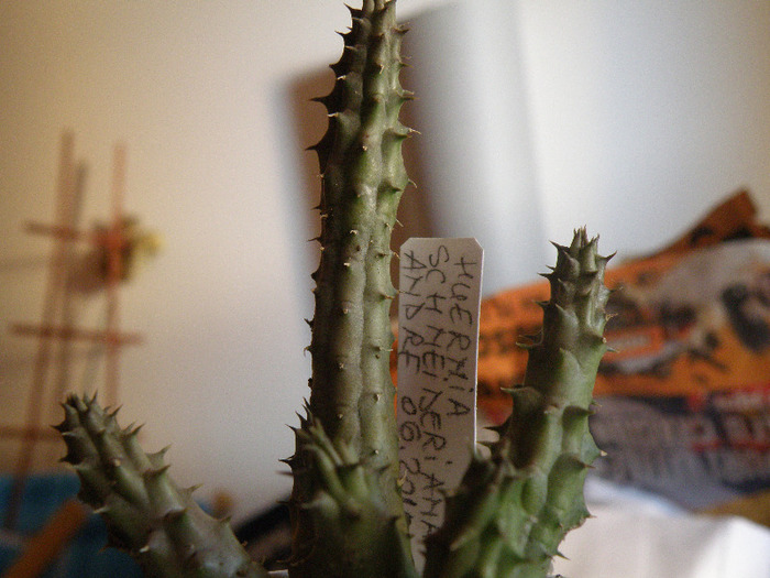 Huernia schneideriana Andree 2011