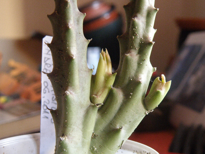 Stapelia comparabilis