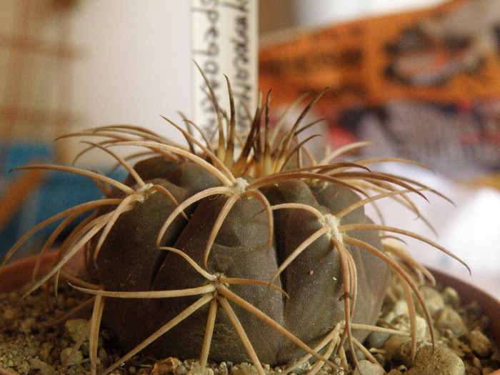 Gymnocalycium  spegazzinii Gino 2011 - Genul Gymnocalycium