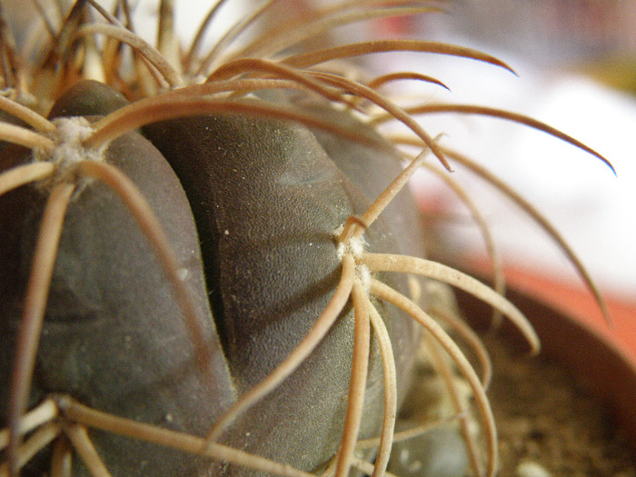 Gymnocalycium  spegazzinii