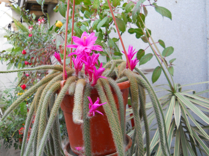DSCN1688 - cactusi