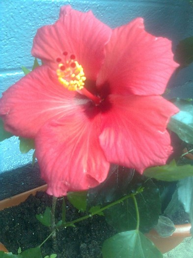 hibiscus hawai