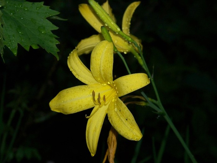 100_5673 - 23  25 Mai 2011