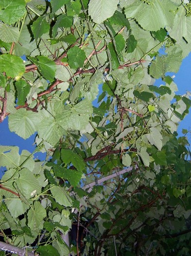 100_5706 - 23  25 Mai 2011