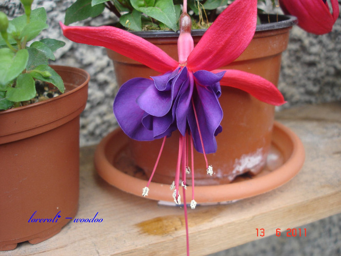 DSC01890 - Fuchsia 2011