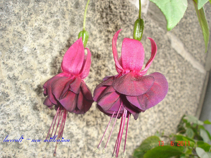 DSC01894 - Fuchsia 2011