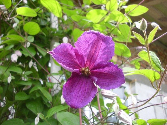 clematis - Flori