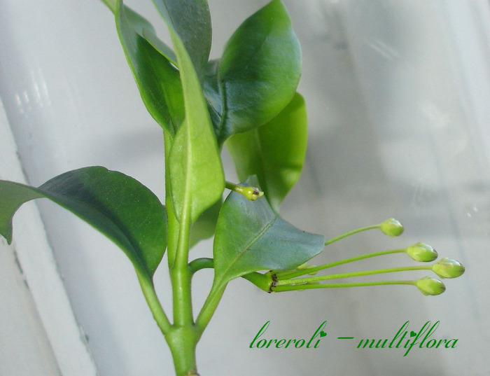 02.06.11 - Hoya Multiflora