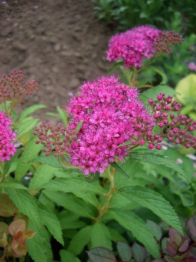 spirea