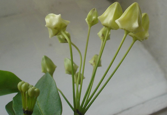13.06.11 - Hoya Multiflora