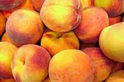 piersici de AUG. - 1A Pomi fructiferi altoiti - toamna - 2023